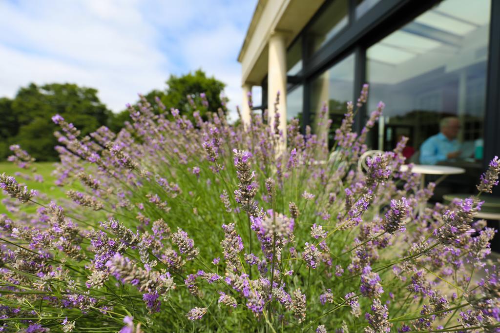 Hotel Du Vin Cannizaro House Wimbledon London Exterior foto